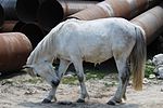 Poney Spiti de robe grise se grattant dans la vallée de Solang, à Manali.