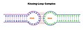 Schematické znázornění struktury kissing loops