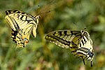 Vignette pour Machaon (papillon)