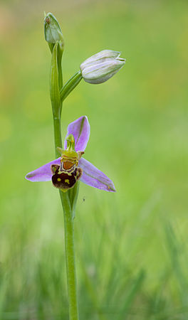 蜂兰（Ophrys apifera）的花和花蕾与小蜘蛛Phylloneta impressa。