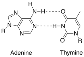 diagram pasangan basa adenina-timina