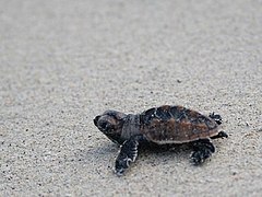 nouveau-né de tortue imbriquée