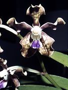 Vanda tessellata, one of the orchids found in Odisha[93]