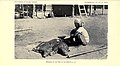 Image 17An Itneg shaman offering pigs to anito spirits, 1922 (from Culture of the Philippines)