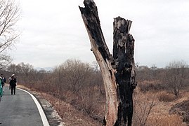 Вид тополя в 1984 году