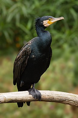 Didysis kormoranas (Phalacrocorax carbo)