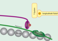 Tropomyosine bindt aan actine op de troponineplaats, waardoor de binding van myosine geblokkeerd wordt.