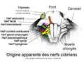 Nerfs craniens