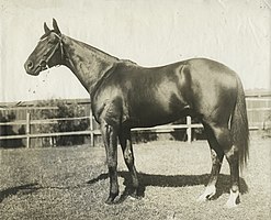 Poseidon,1908 winner