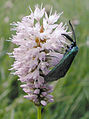 Forester Moth Zygaenidae