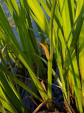 Kalmus (Acorus calamus)