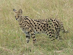 Servals