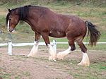 Clydesdale bai sabino.