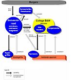 Schematische weergave van het Nederlands gemeentebestuur