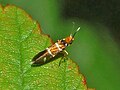 Micropterix aruncella