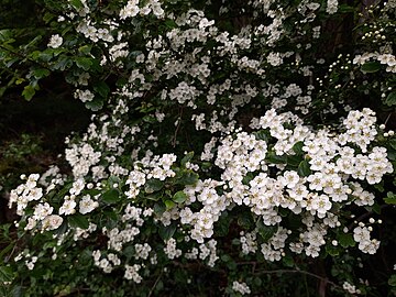 hawthorn flowers