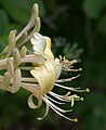 Detail květů zimolezu etruského (Lonicera etrusca)