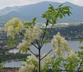 F. ornus in Lombardia