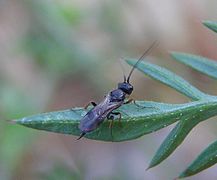 Ascogaster sp. (Cheloninae)