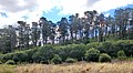 Image 34A Monterey pine forest in Sydney, Australia (from Conifer)