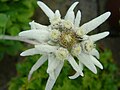 Image 35Edelweiss, a plant associated with mountain sports (from Mountaineering)