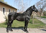 Nonius noir au haras national de Mezőhegyes en Hongrie.