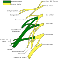 Plan of lumbar plexus.