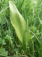 Gewone addertong (Ophioglossum vulgatum) met een aarvormige sporofoor en een bladvormige trofofoor op een gemeenschappelijke bladsteel