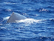 Photo of sperm whale with exposed back at the surface