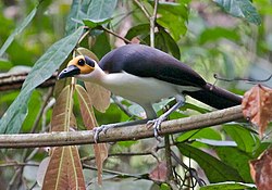 Baltkakla klinšuvārna (Picathartes gymnocephalus)