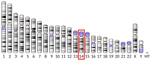 Chromosome 14 (human)