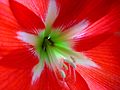 Amaryllis in Blüte