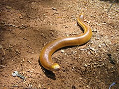 Un amphisbène Amphisbaena alba (autre groupe de reptiles)