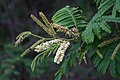 Klasovité květenství Acacia ataxacantha