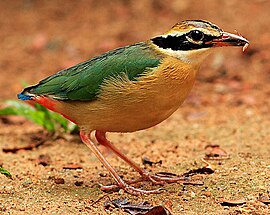 Піта короткохвоста (Pitta brachyura)