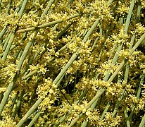 Cones masculinos de Ephedra fragilis (cones de pólen).