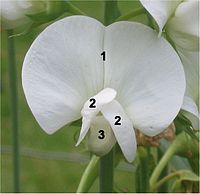 Vlinderbloem (Lathyrus), 1 = vlag; 2 = zwaarden; 3 = kiel