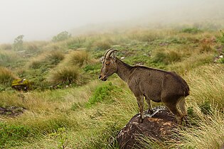 Ni watu 100 tu wa Nilgiri tahr waliachwa mnamo 2001 lakini walipatikana kufikia 3,300 kufikia 2010.