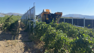 Impianto agrivoltaico con una potenza massima di 44kWp a Salaparuta. Coltivazione di uva.