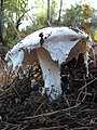 Amanita ovoidea