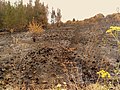 Image 21Charred shrubland in suburban Sydney (2019–20 Australian bushfires). (from Wildfire)