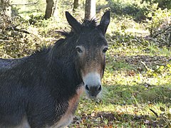 Tête et avant-main.