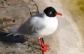 Mouette mélanocéphale