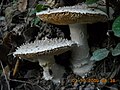 Amanita Echinocephala