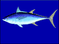 Thunnus tonggol.