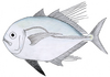 Cleftbelly trevally (A. atropos)