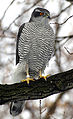 Uliu porumbar-pasărea anului (Accipiter gentilis)