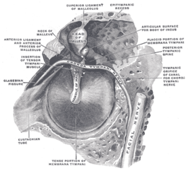 Musculus stapedius