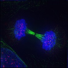 Cel in telofase