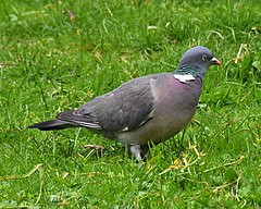 Columba palumbus palumbus